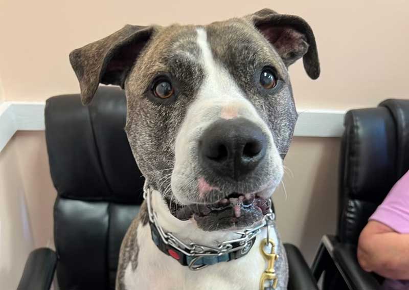 Carousel Slide 1: Dog veterinary care